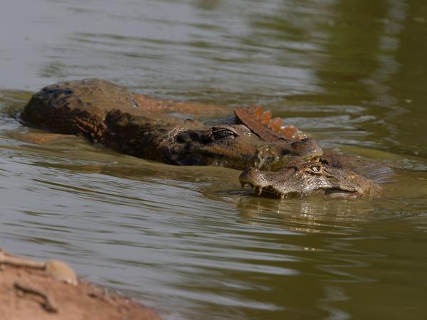 Yacarekaaiman (Caiman yacare)